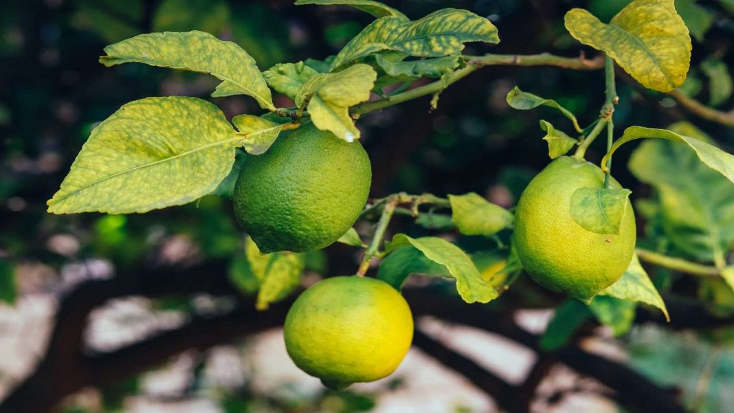 I Limoni I Consigli Su Come Prendersi Cura Della Pianta