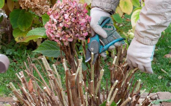 Come Potare Le Ortensie: Tutti I Consigli Più Utili Per Fiori Stupendi