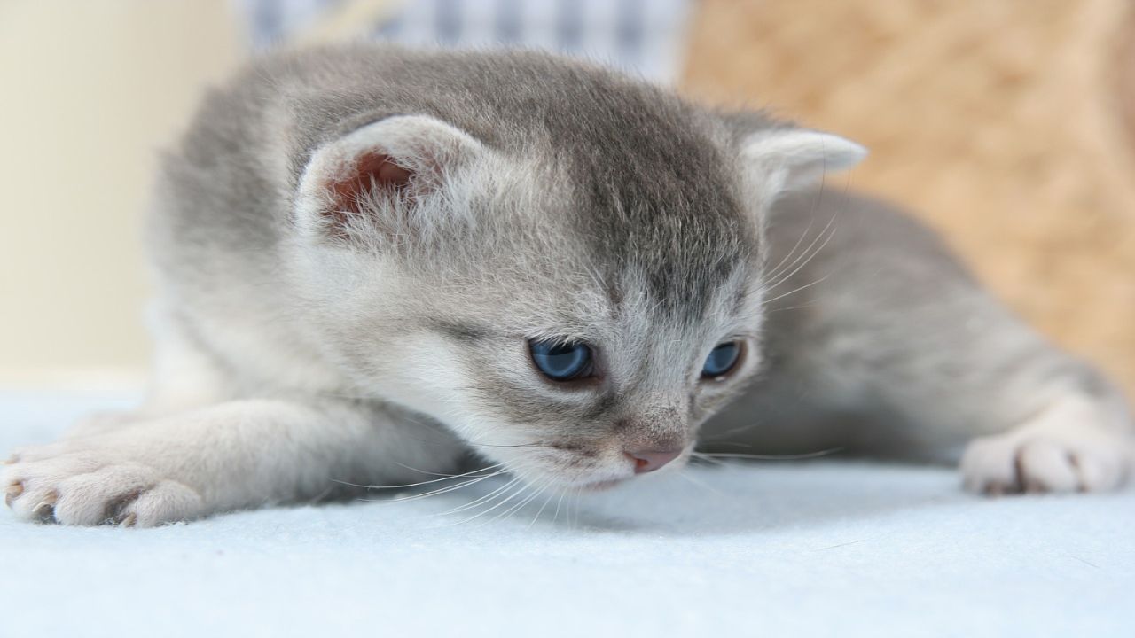 Sverminare gatto: i consigli per farlo correttamente