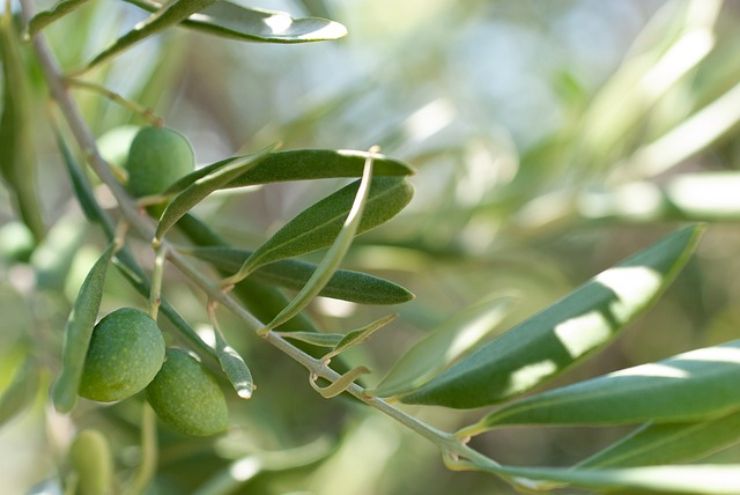 Albero di ulivo: come coltivarlo per ottenere un ricco raccolto