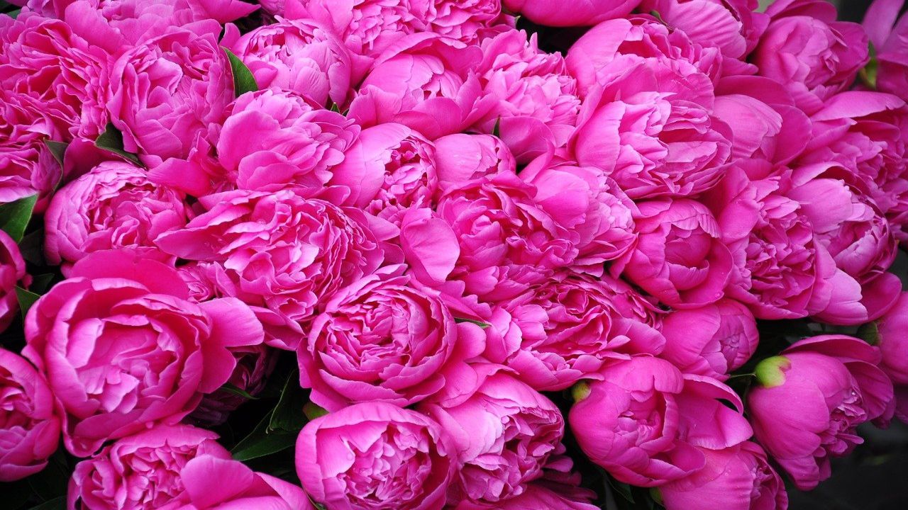 Coltivare peonie: le cure necessarie per una crescita rigogliosa