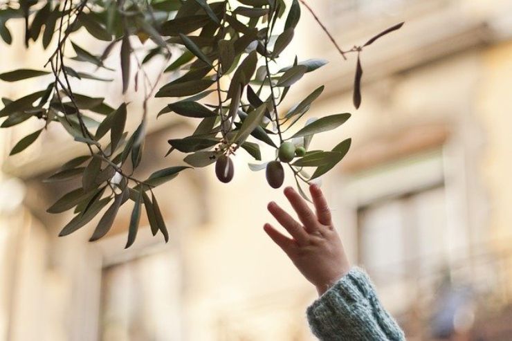 Il clima ideale per la coltivazione dell'ulivo è un clima poco umido e soprattutto mite, quindi non soggetto a bruschi abbassamenti di temperature. L'esposizione ideale invece è verso sud poiché necessita di molto sole per produrre rapidamente i suoi frutti. E' molto deleterio quindi per la pianta trovarsi in luoghi poco ventilati e soleggiati o trovarsi di fronte a continue gelate perché tutto ciò può portare, nei casi più gravi, anche alla morte della pianta stessa. Per quanto riguarda la siccità invece si può stare tranquilli in quanto ne soffre poco e può resistere senz'acqua per un mese o massimo due. Il terreno su cui mettere a dimora le piante infatti deve essere preferibilmente argilloso e ricco di calcio in modo che non sia mai privo delle sostanze nutritive principali in casi di emergenza. Preparare il terreno per la coltivazione della pianta dell'ulivo non è un'operazione facile. Prima di tutto bisogna liberare il terreno da altre piante in modo da poter poi smuovere il terreno e livellarlo. Una volta fatto ciò si può passare allo scasso del terreno ovvero un'azione atta ad ammorbidire il terreno per far successivamente sviluppare nel modo giusto le radici della pianta. Questa operazione solitamente va effettuata da maggio a giugno con una vanga o con una vangatrice meccanica. Segue poi la fase di concimazione in cui si fornirà al terreno sostanze nutritive utili alla crescita della pianta come fosforo e potassio. A Settembre si potrà finalmente mettere a dimora la piantina ricordandosi poi di ricoprirla con dell'altro terreno con il concime e, a fine mese, innaffiarla abbondantemente. A seconda della posizione in cui abbiamo messo a dimora l'olivo, del sole, del clima e della specie, avremo un diverso periodo di maturazione delle olive anche se solitamente si raggiunge tra Novembre e Dicembre. E' importante inoltre distinguere tra olive verdi e olive nere: le prime si devono raccogliere prima della loro maturazione mentre le seconde hanno bisogno di più tempo e si deve attendere che siano mature. Ma quante olive può produrre una pianta? Generalmente possiamo attenderci circa una ventina di kg in un anno. I metodi utilizzati per la raccolta sono vari, dalla raccolta a mano delle olive chiamata brucatura, alla raccolta delle olive già cadute ed infine attraverso un sistema chiamato pettinatura con cui si scuotono le fronde con un apposito rastrello e sistemando sotto le fronde un telo in modo che quando esse cadranno non sarà necessario raccoglierle una a una.